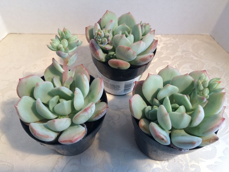 Small Succulent Plant Graptoveria 'Moonglow' image 2