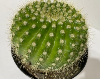 Medium Cactus Plant -  Echinopsis Spachiana Cactus. A lime green, barrel cactus with an interesting spine pattern.