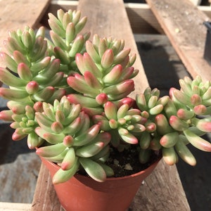 Medium Succulent Plant Sedum Aurora image 7