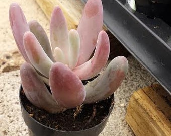 Small Succulent Plant Pachysedum Ganzhou