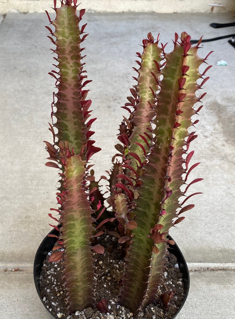 Cactus Plant Mature Good Luck Plant 'Royal Red' Etsy