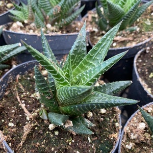 Medium Succulent Plant Haworthia Limifolia Marloth. A deep green Haworthia with numerous white ridges. afbeelding 7