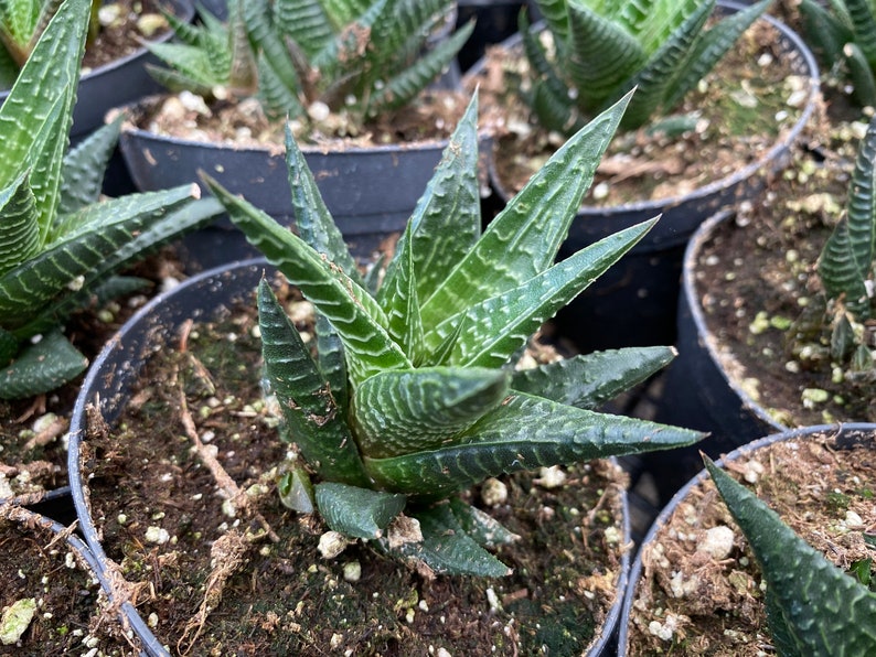 Medium Succulent Plant Haworthia Limifolia Marloth. A deep green Haworthia with numerous white ridges. afbeelding 7