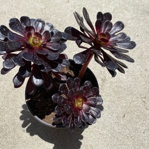 Succulent Plant. Mature Black Rose Zwartkop. Deep Purple - Etsy