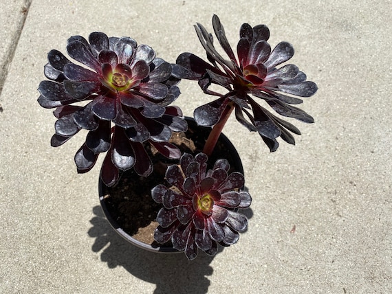 Planta suculenta. Madura Rosa Negra Zwartkop. Color púrpura - Etsy México