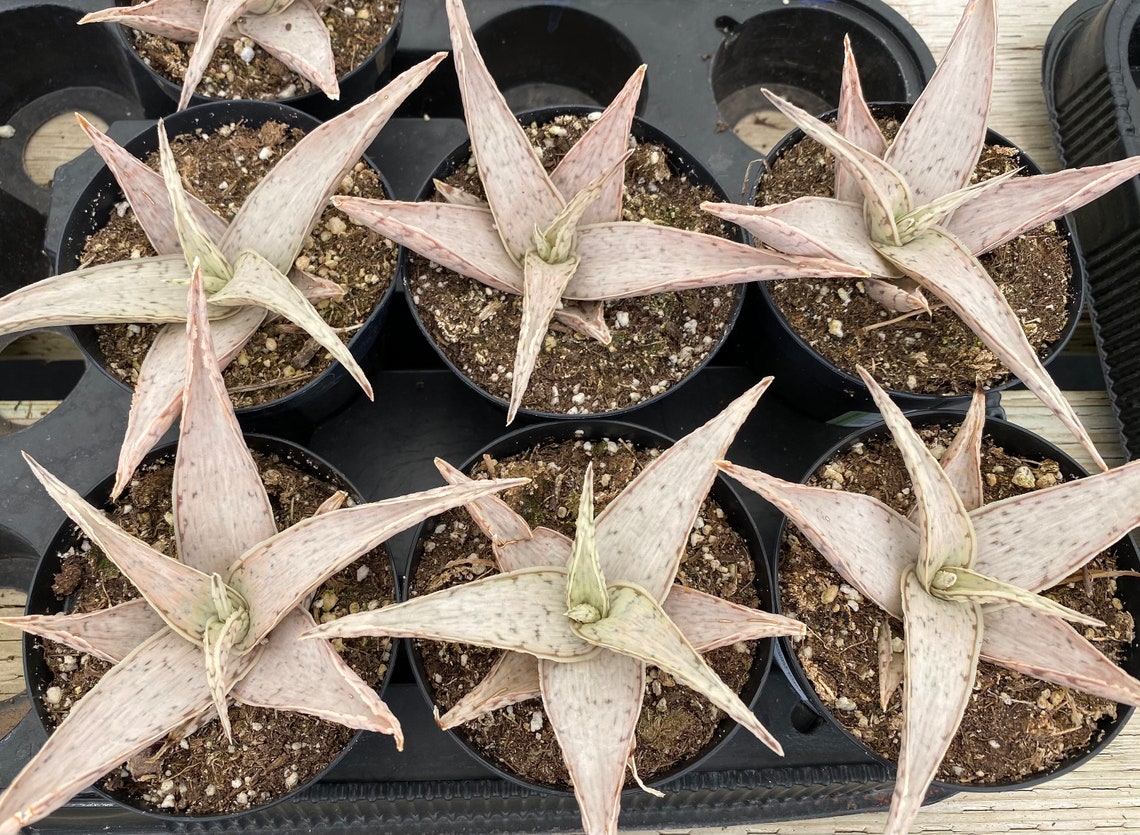Medium Succulent Plant Star Aloe �Snow Drift�. A star Etsy