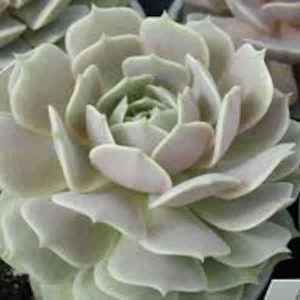 Small Succulent Plant - Echeveria 'Lola'