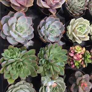 Succulent Plants 16 Party Pack in pots. For Terrariums, Wedding, Favors, Centerpieces, Boutonnieres and More image 3