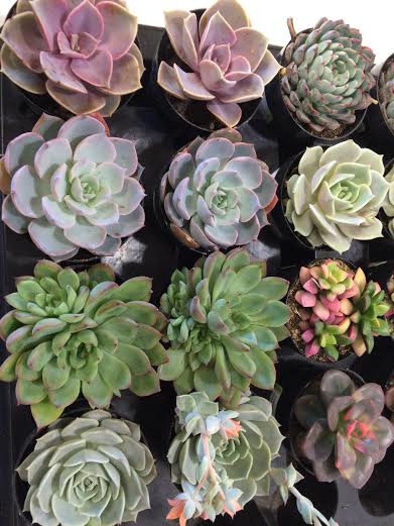 Succulent Plants 16 Party Pack in pots. For Terrariums, Wedding, Favors, Centerpieces, Boutonnieres and More image 3