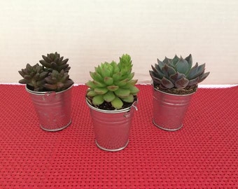 Succulent Plants - 16 Assorted Rosette Succulent Plants with Miniature Galvanized Pails.