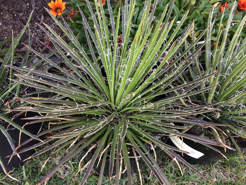 Succulent Plant Mature Twin Flower Agave. Beautiful spiky ...