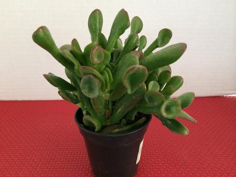 Medium Succulent Plant Ogre Ears image 1