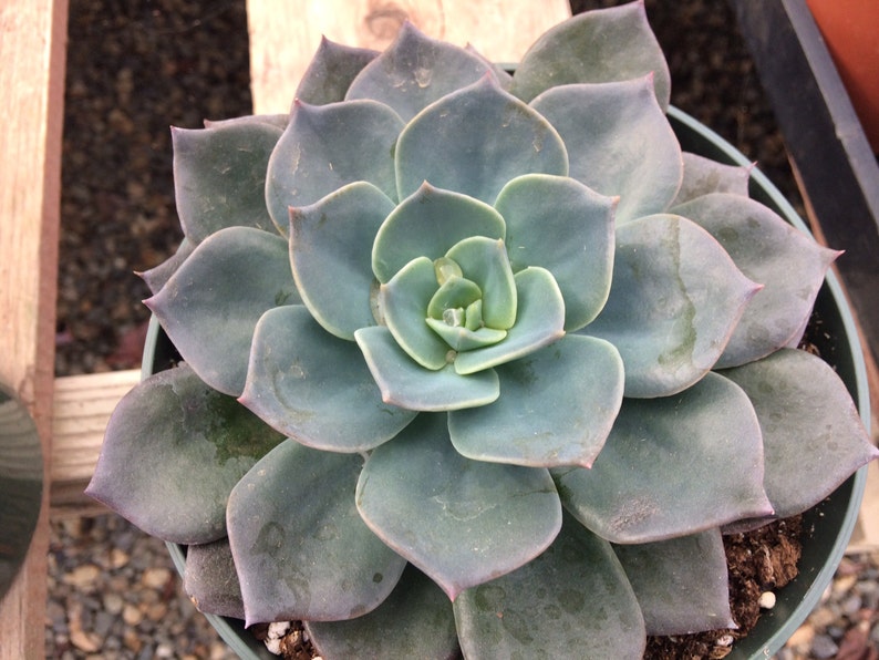 Mature Succulent Plant Echeveria Princess Blue. A truly gorgeous, uniquely colored rosette. image 2