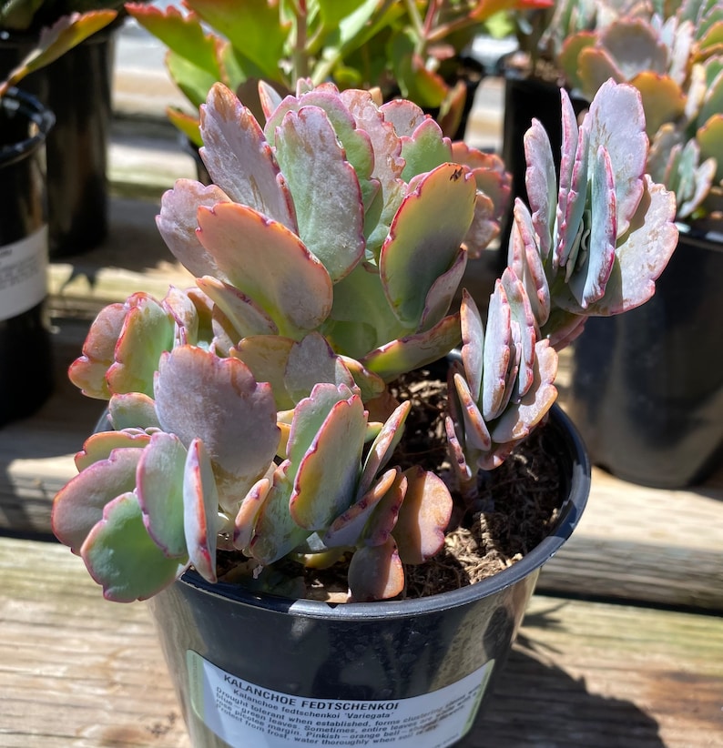 Succulent Plant Large Kalanchoe 'Aurora Borealis'. Very colorful like the true Aurora Borealis in the night sky. image 2