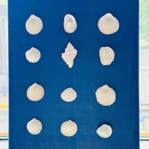 Blue and White Shell Wall Decor, handmade