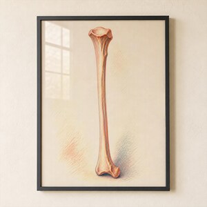 Fibula Wall Art Print | Anatomy Decor for Office or Living Room