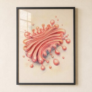 Op de afbeelding: Een ingelijste wetenschappelijke illustratie van een Golgi-apparaat in rood- en roze tinten. De centrale structuur toont gestapelde, afgeplatte, membraangebonden zakjes met talrijke kleine, bolvormige blaasjes aan de randen.