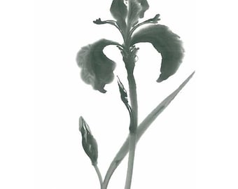 Digitale kunst "Gorgeous Iris", download, bloemen, inktpenseel, inkttekening, kunst aan de muur, plant, minimalistisch, Japanse kunst, Sumi-e, cadeau, afdrukken, iris