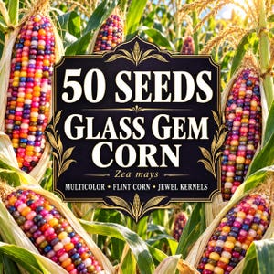 May include: A black rectangular sign with gold decorative borders featuring the text 50 SEEDS GLASS GEM CORN Zea mays MULTICOLOR FLINT CORN JEWEL KERNELS, surrounded by multiple ears of Glass Gem corn with translucent, multicolored kernels on stalks.