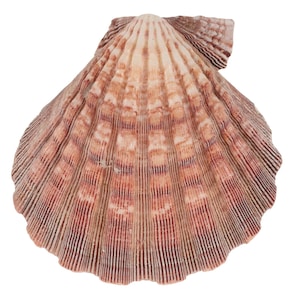 May include: A fan-shaped scallop shell featuring a textured surface with prominent radial ridges. The shell displays a gradient of cream, tan, and deep reddish-brown colors, with a scalloped edge and a distinct hinge area at the top.