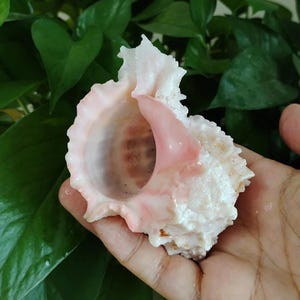 Könnte beinhalten: Eine natürliche Muschel mit einer strukturierten, weißen Außenseite und einer glatten, glänzenden, blassrosa Innenseite. Die Muschel hat einen gerüschten, gewellten Rand und eine tiefe, offene Höhlung mit einem dunkel rotbraunen Farbverlauf.