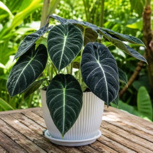 May include: An Alocasia reginula plant with dark, velvety, heart-shaped leaves featuring prominent, light-colored veins. The plant is potted in a white, vertically ribbed ceramic container with a matching saucer, displaying a textured surface.