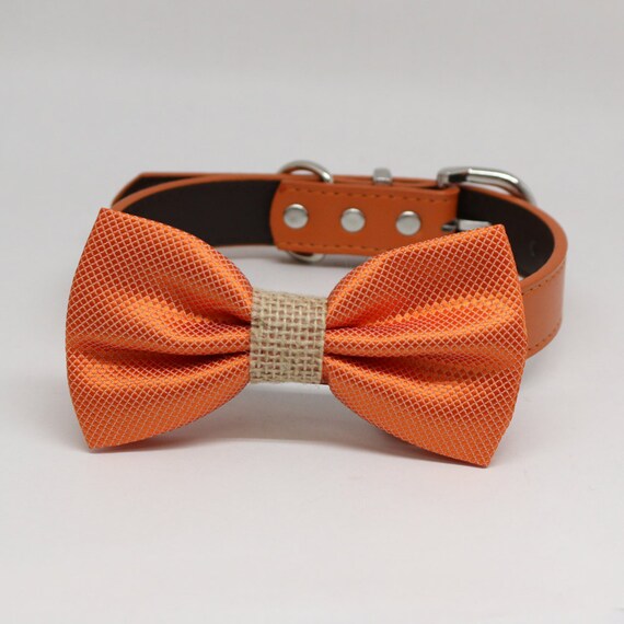 orange bow tie dog collar