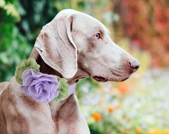 Sage green Lilac Flower dog collar, Handmade flower leather collar, Dog lover proposal XS to XXL collar, Puppy Girl flower collar