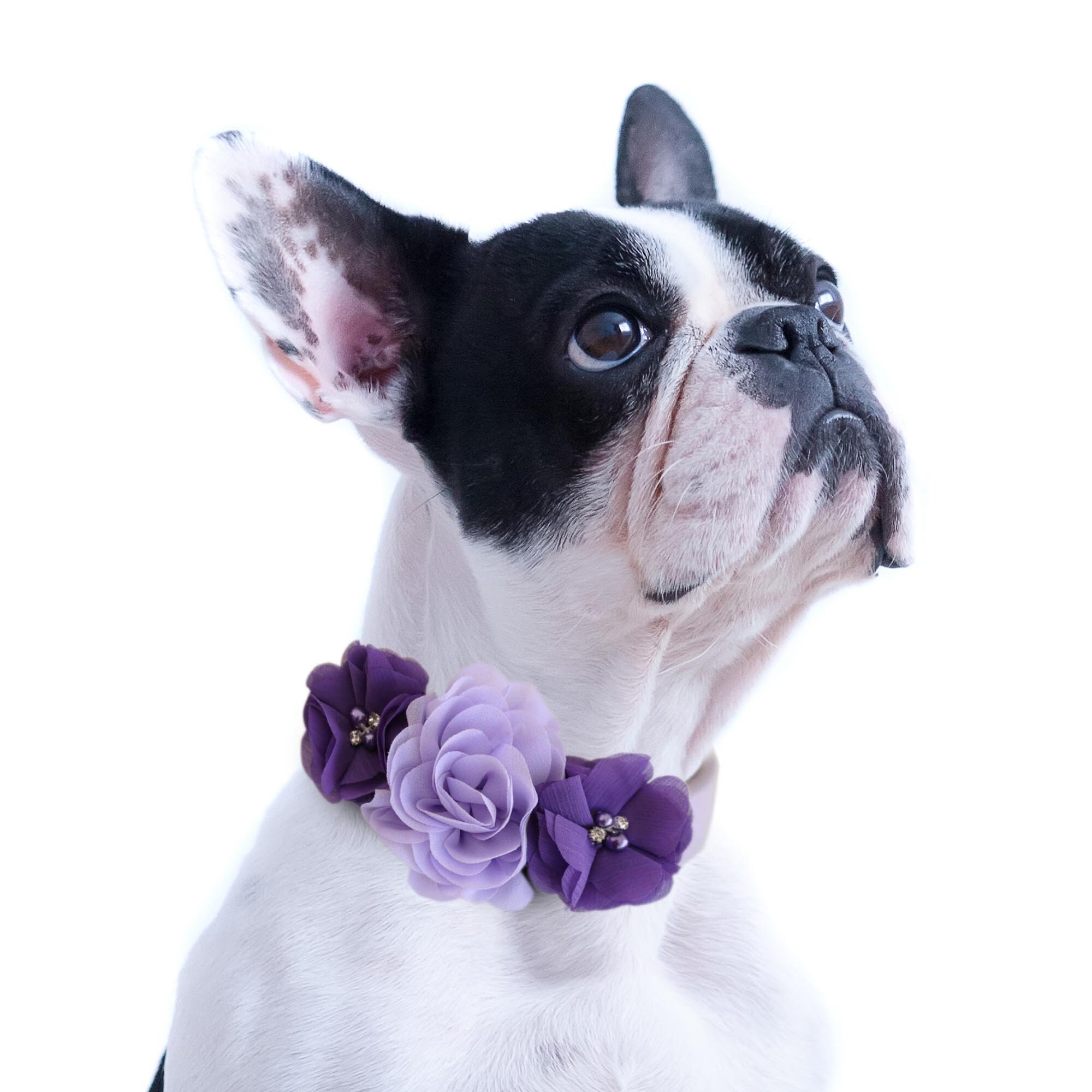 Purple flower sale dog collar