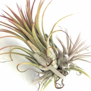 Air Plant and Orchid Holder Wall Hanging Planters Sets | Air Plants Living Wall Tillandsia Vertical Garden Wall Decorations for Living Room