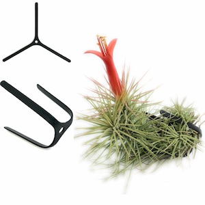 3 Air Plant Holder Wall Hanging Planter Packs | Air Plants Living Wall Terrarium Tillandsia Vertical Garden Orchid Hooks for walls and trees