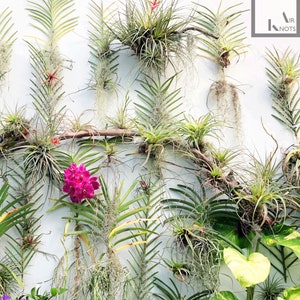Air Plants AIR KNOTS Sets of 5 | Air Plant Holder Wall Hanging Planter | Air Plants Terrarium | Orchid Display Hooks Vertical Garden 5 Pcs