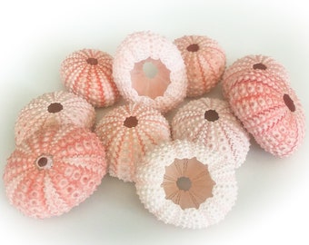 Pink Sea Urchin Shells for Home Decoration, Terrariums, Air Plant Planters, Jewelry and Crafts