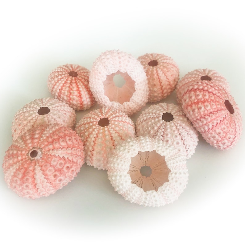 Pink Sea Urchin Shells for Home Decoration, Terrariums, Air Plant Planters, Jewelry and Crafts image 1