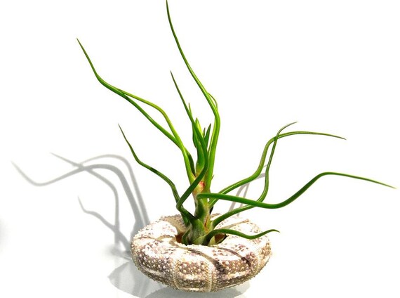 ArtAK Tillandsia Air Plant with Alfonso Sea Urchin Shell Planter Air Plants Terrarium Houseplant Holder Gift Box Genuine Sea Shell Planters