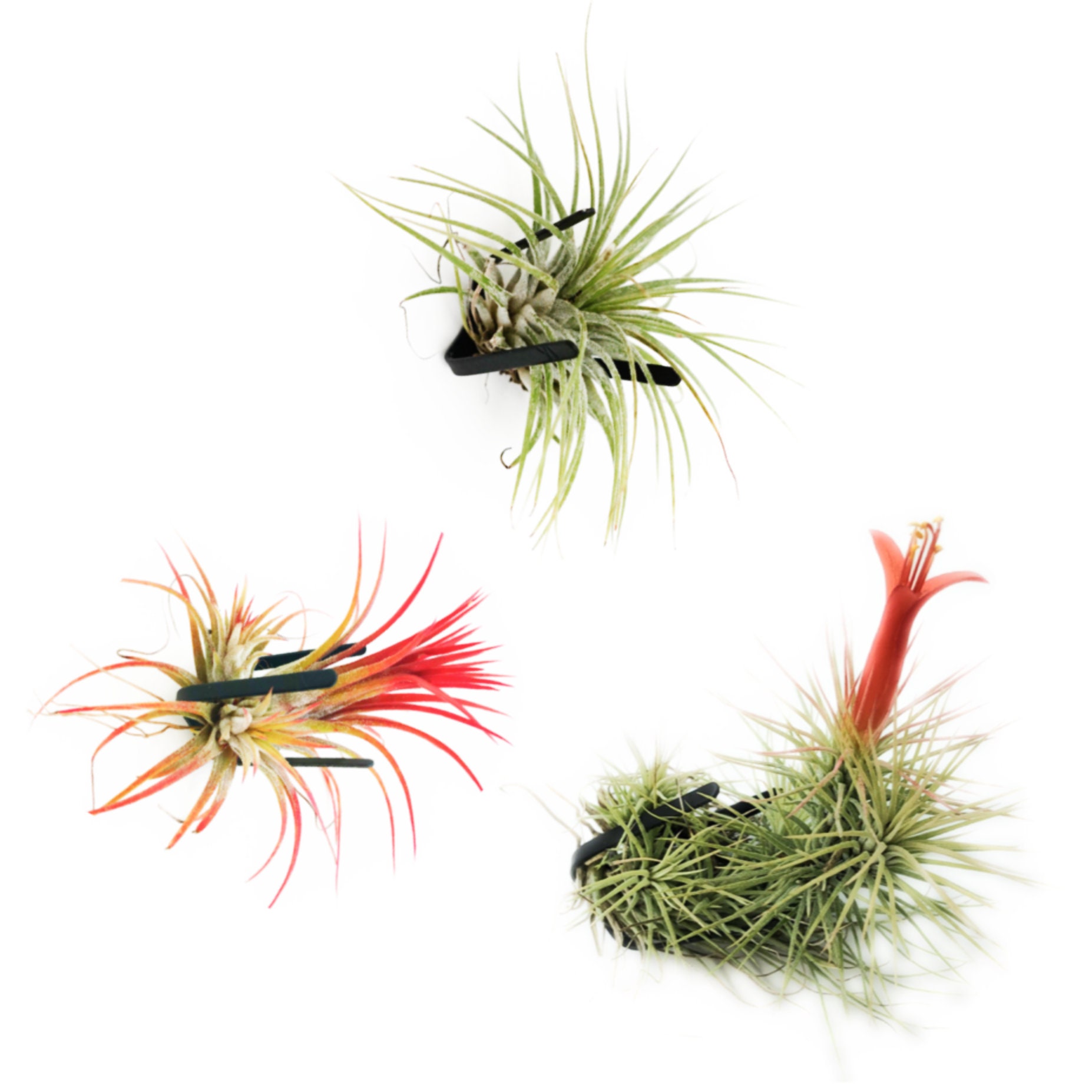 Air Plants Wall Display KIT Includes Tillandsias Air Plants Etsy