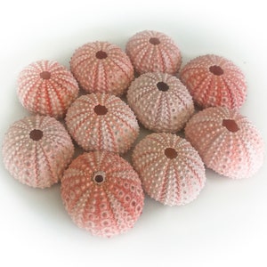 Pink Sea Urchin Shells for Home Decoration, Terrariums, Air Plant Planters, Jewelry and Crafts image 3