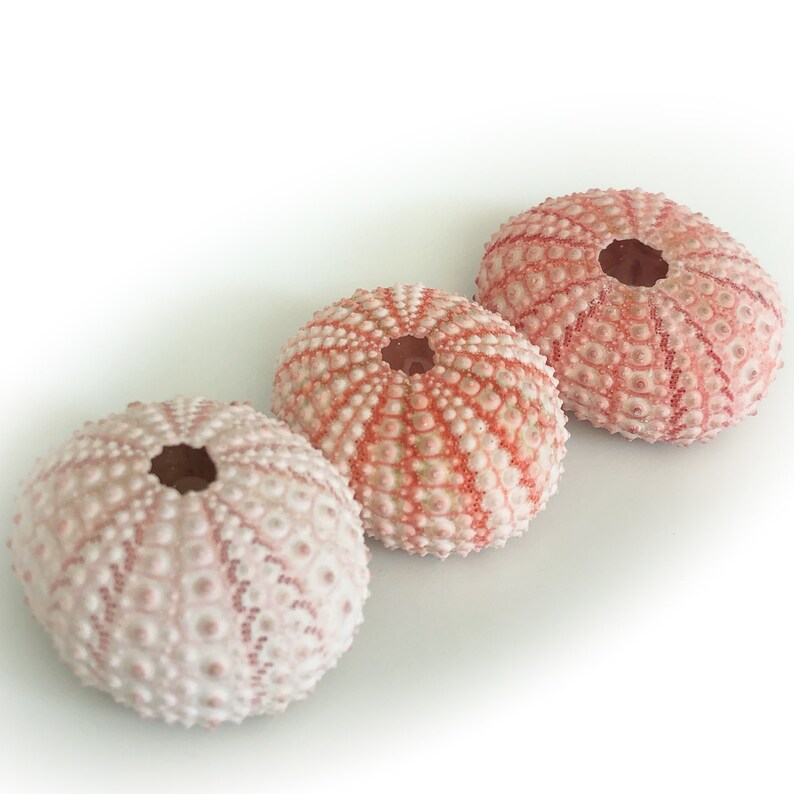 Pink Sea Urchin Shells for Home Decoration, Terrariums, Air Plant Planters, Jewelry and Crafts image 2