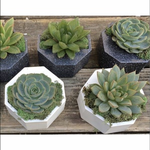 Succulent Planter Pot Wall Hanging Plant Holder for Succulents and Tillandsia Air Plants Terrariums | Vertical Garden Planter White or Grey