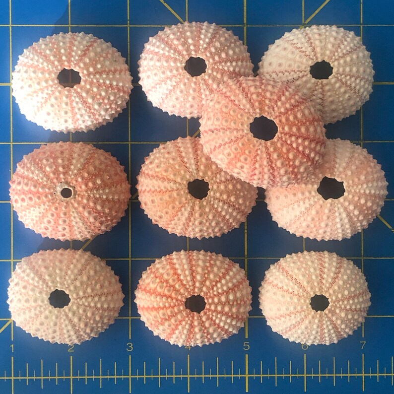 Pink Sea Urchin Shells for Home Decoration, Terrariums, Air Plant Planters, Jewelry and Crafts image 4