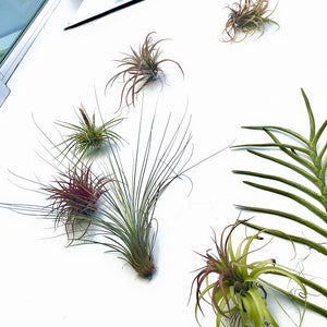 5 Air Plant Holder Wall Hanging Planter Packs | Air Plants Living Wall Orchid & Tillandsia Vertical Garden Wall Decorations for Living Room