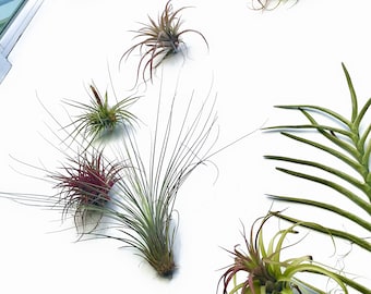 5 Air Plant Holder Wall Hanging Planter Packs | Air Plants Living Wall Orchid & Tillandsia Vertical Garden Wall Decorations for Living Room