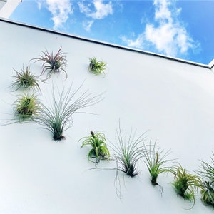 Air Plants AIR KNOTS | Air Plant Holder Wall Hanging Planter | Air Plants Terrarium | Orchid Display Hooks | Vertical Garden 5 Pcs/3 Pcs Set