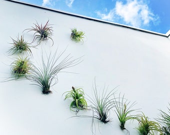 Air Plants AIR KNOTS | Air Plant Holder Wall Hanging Planter | Air Plants Terrarium | Orchid Display | Vertical Garden 5 Pcs/3 Pcs Set