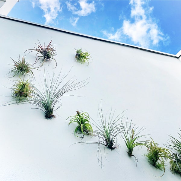 Air Plants AIR KNOTS | Luftpflanzenhalter Wandbehang Blumentopf | Luftpflanzen Terrarium | Orchideen display | Vertikaler Garten 5 Stk/3 Stk. Set