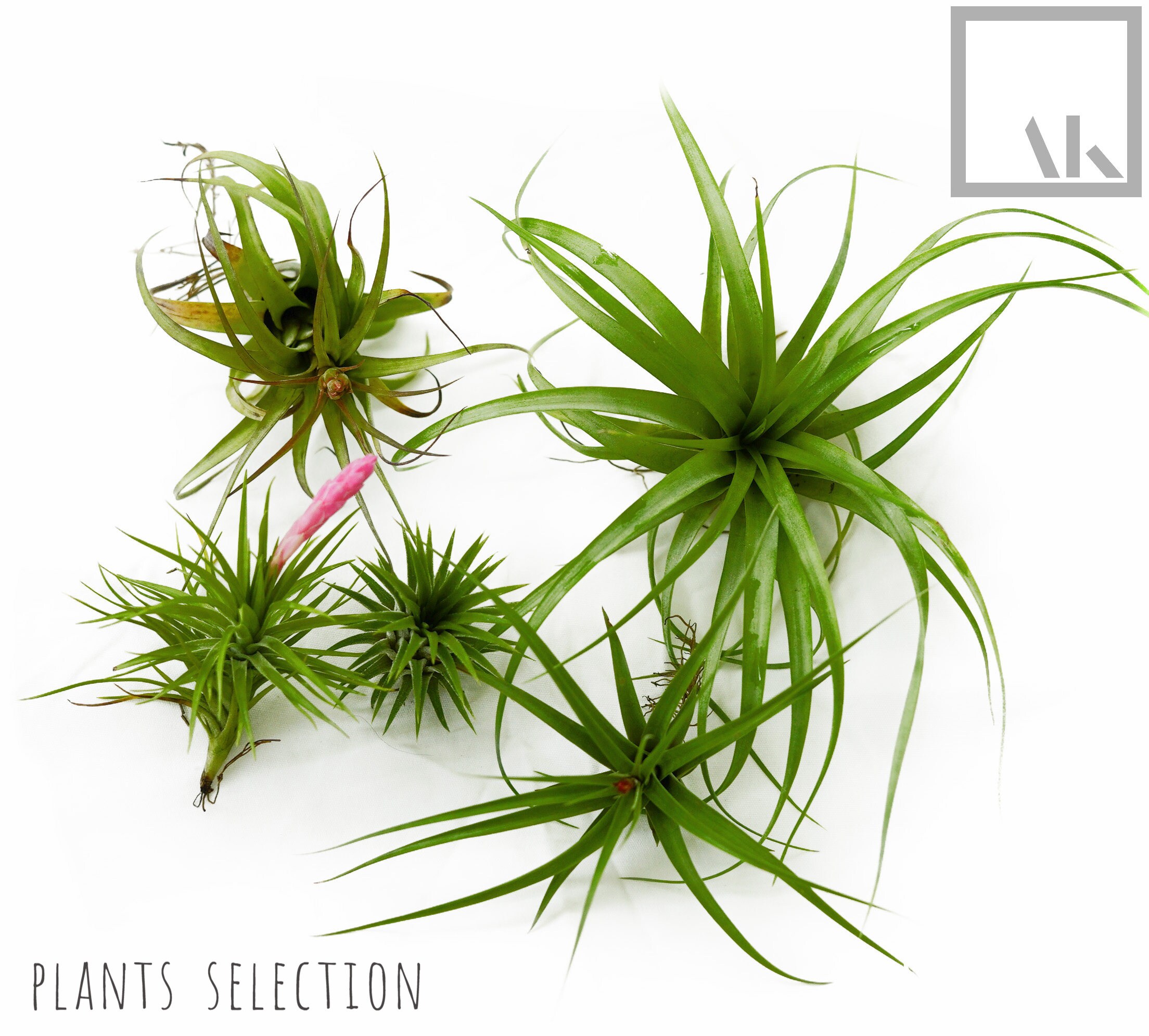 Air Plant Wall Display KIT Includes 5 Tillandsia Air Plants Etsy