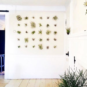 3 Air Plants AIR KNOTS | Air Plant Holder Wall Hanging Planter | Air Plants Terrarium | Orchid Display | Vertical Garden 3 Pcs Set