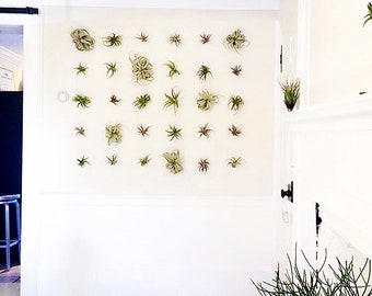 3 Air Plants AIR KNOTS | Air Plant Holder Wall Hanging Planter | Air Plants Terrarium | Orchid Display | Vertical Garden 3 Pcs Set