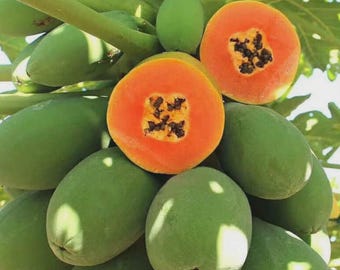 Dwarf Red Lady Papaya Plant, Live Tropical Fruit Tree, Established 3 Gallon Tree, Fast Growing Papaya for Home Garden