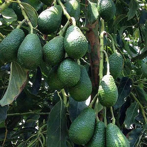 May include: A cluster of dark green, bumpy-skinned avocados hanging from the branches of a tree. The fruit varies in size and shape, with some appearing round and others pear-shaped, all attached to the woody stems amidst dense green leaves.